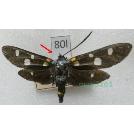 Zygaena ephialtes (Linnaeus, 1767) Czech80l
